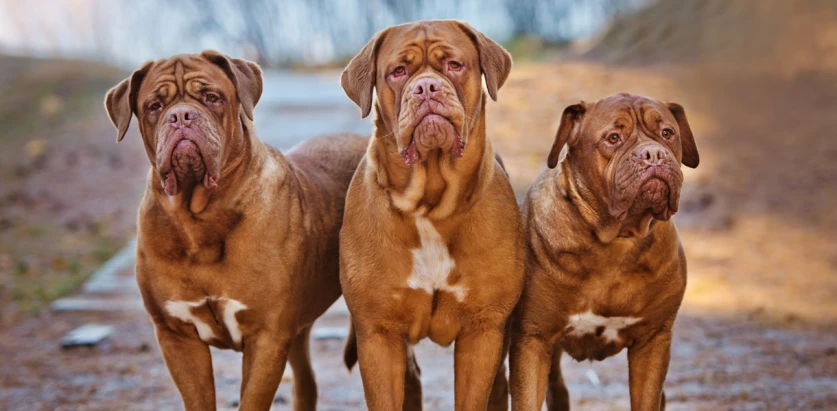 Dogue de Bordeaux dogs standing together
