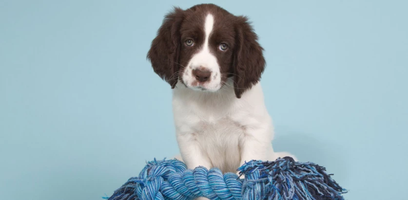 Drentsche Patrijshond pup with blue rope toy