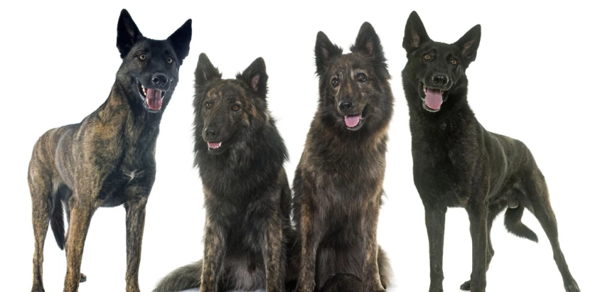 Dutch Shepherd with other dogs