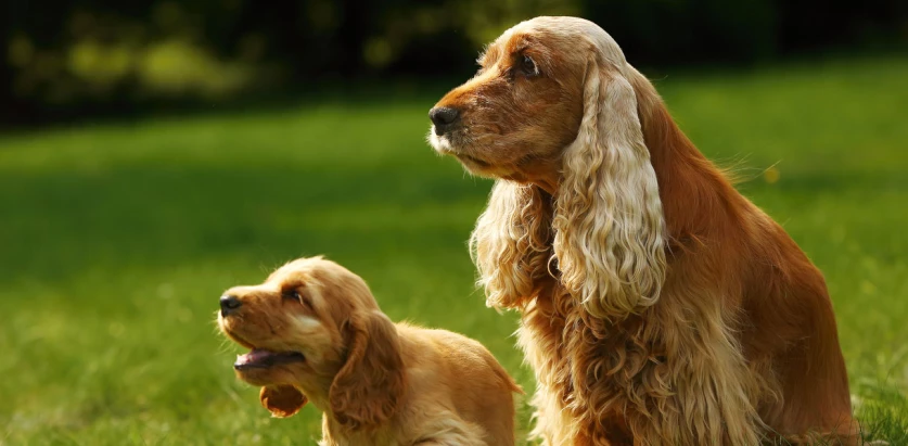 English Cocker Spaniel adult and puppy