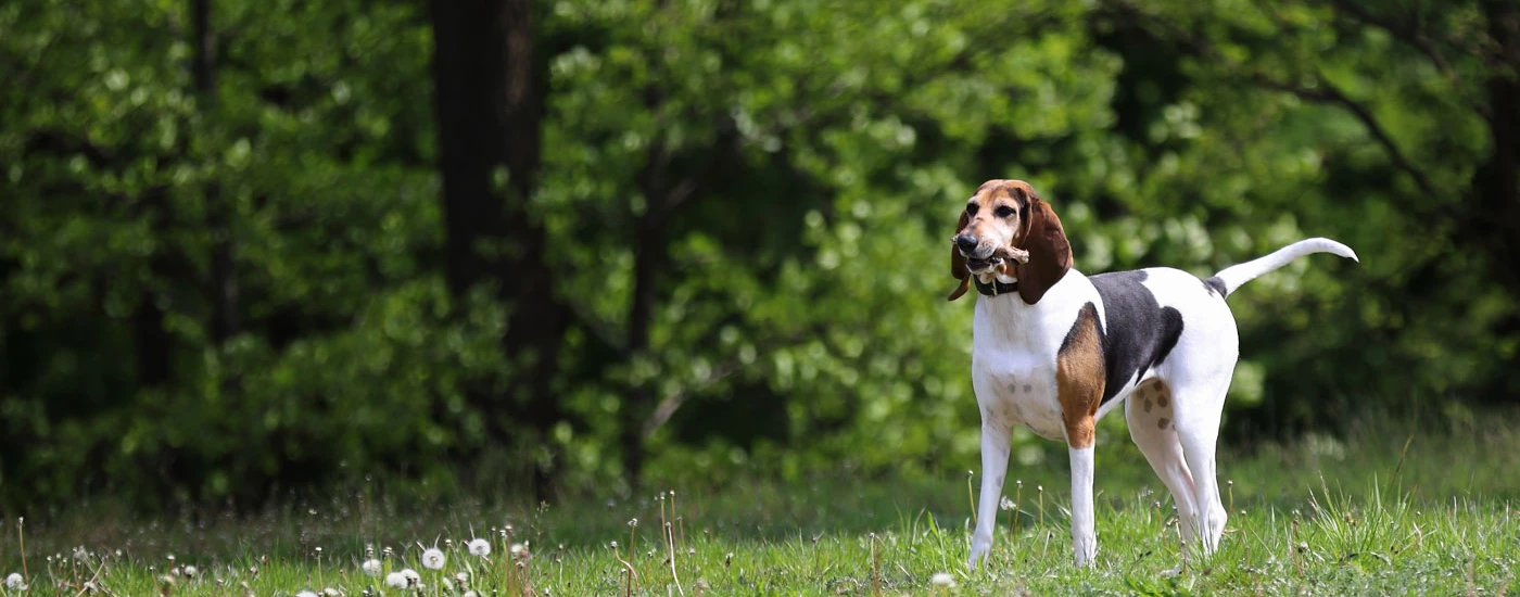 English Foxhound standing outside