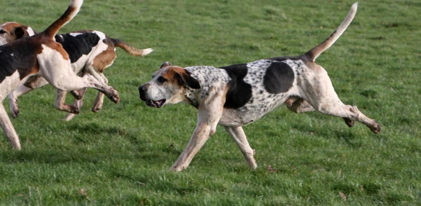 English Foxhound running