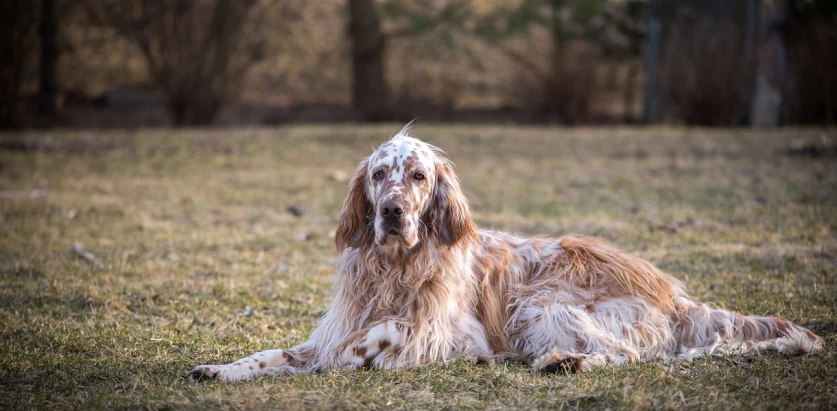 English Setter laying down in an open area