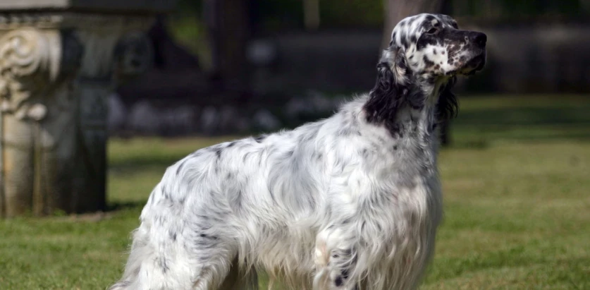 English Setter side view