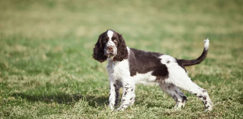 English Springer Spaniel puppy standing side view
