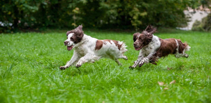English Springer Spaniel dogs running