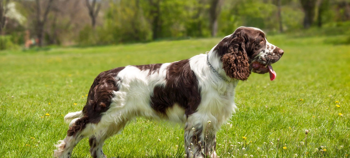 English Springer Spaniel standing side view