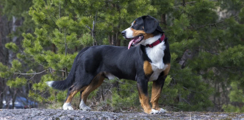 Entlebucher Mountain Dog standing sideways