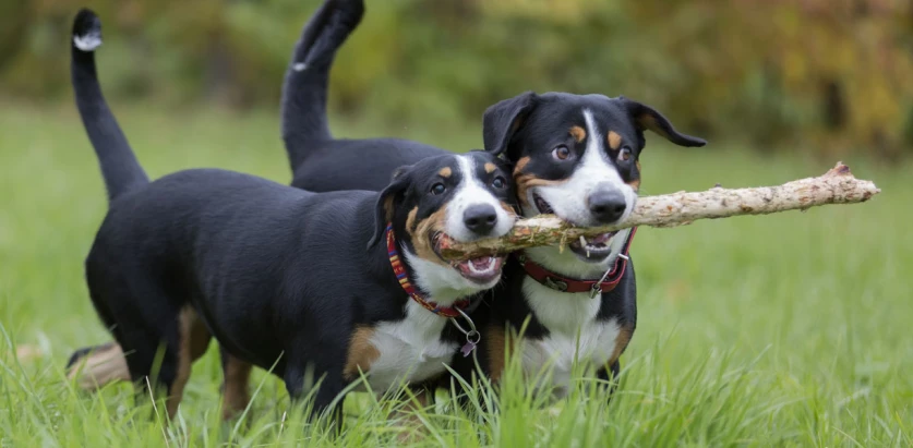 Entlebucher Mountain Dogs holding a stick