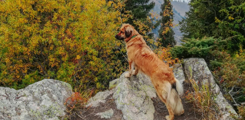 Estrela Mountain Dog standing on a rock