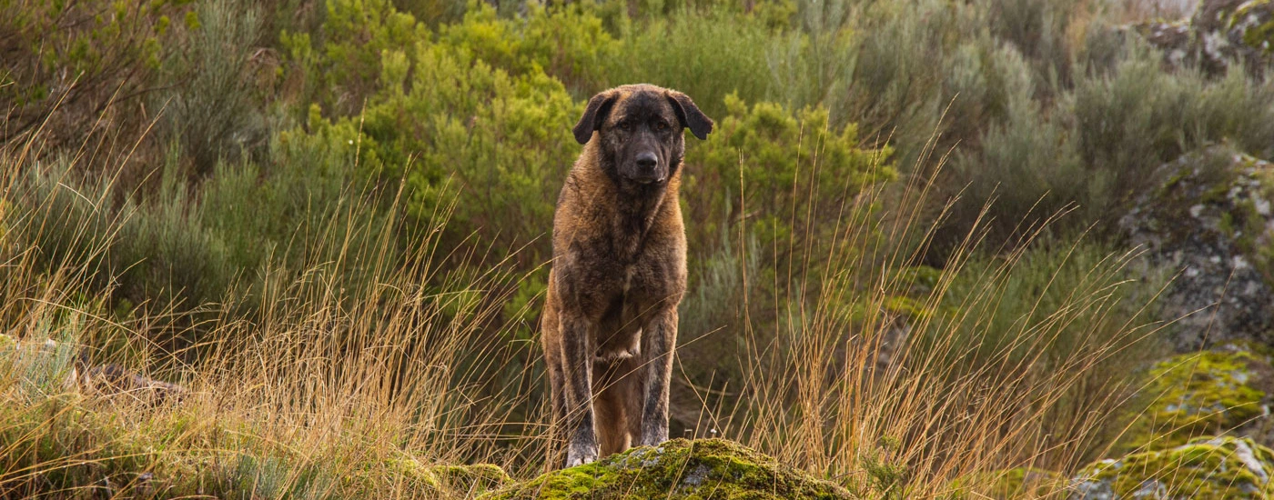 Estrela Mountain Dog standing in an open field