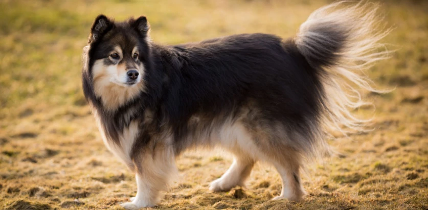 Finnish Lapphund standing side view