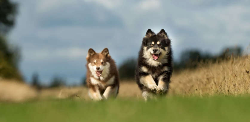 Finnish Lapphund dogs running facing front