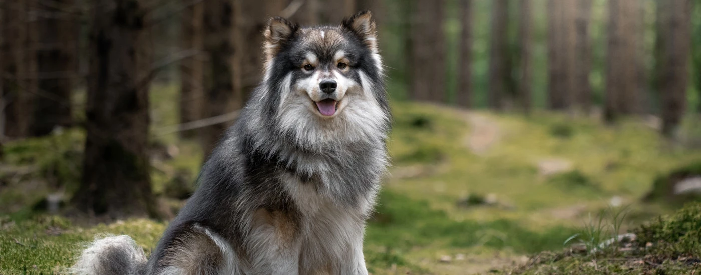 Finnish Lapphund sitting in the woods