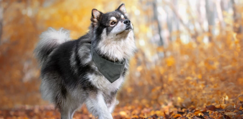 Finnish Lapphund standing on leaves