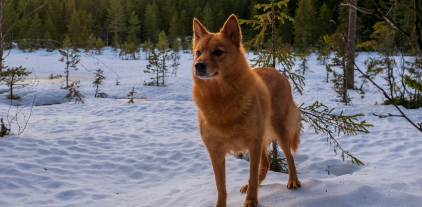 Finnish spitz standing in the snow facing front