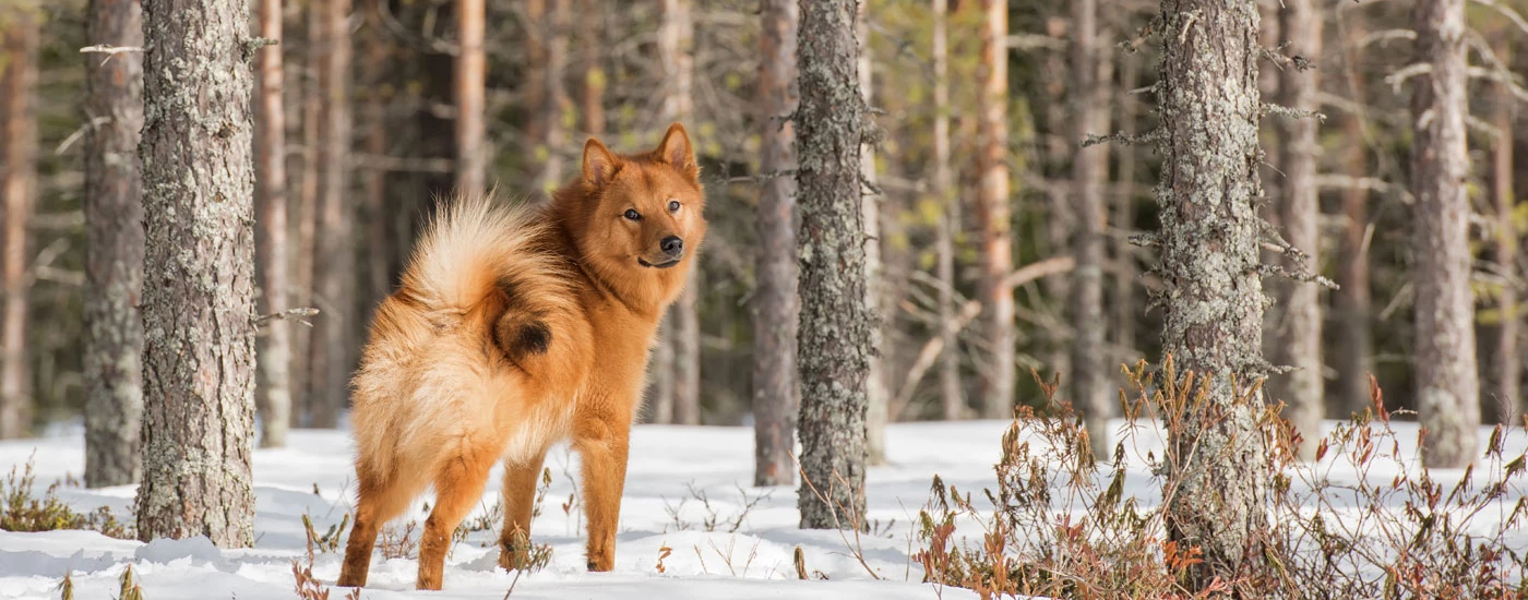 Finnish spitz looking at the camera in the snow