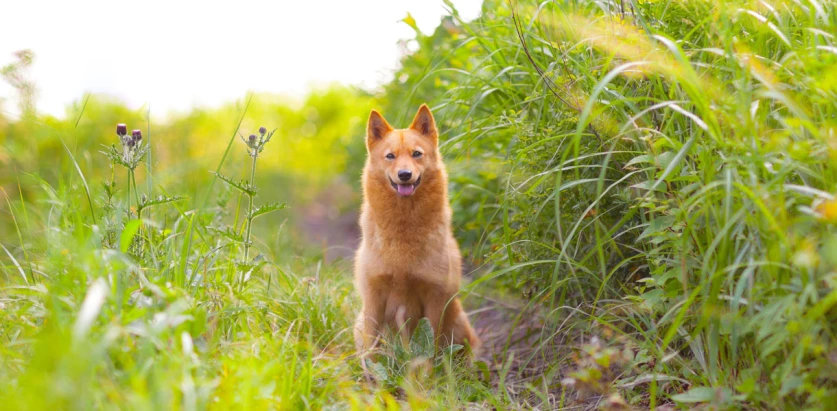 Finnish spitz surrounded by grass
