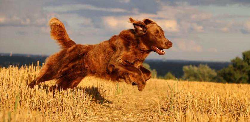 Flat-Coated Retriever leaping