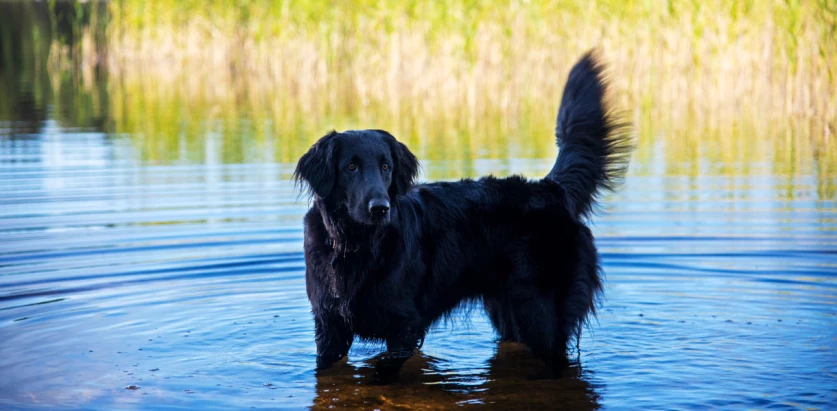 Flat-Coated Retriever in the water
