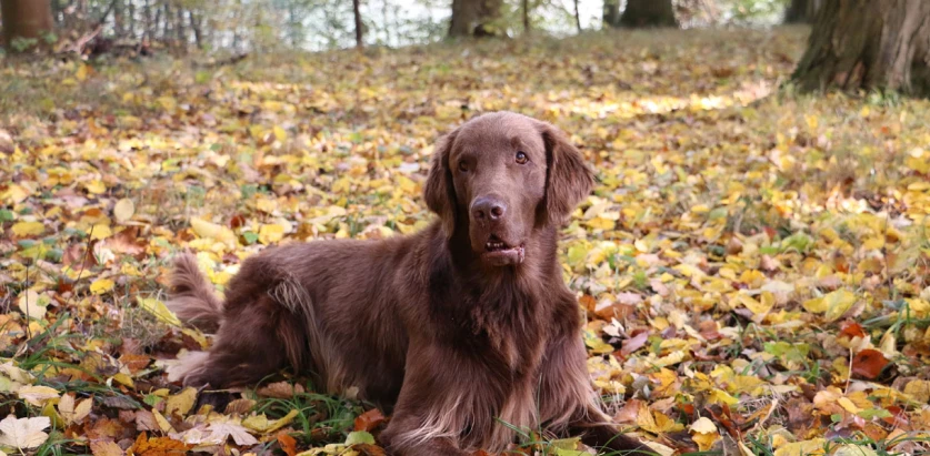 Flat-Coated Retriever laying on leaves