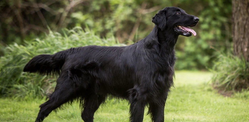 Flat-Coated Retriever side view
