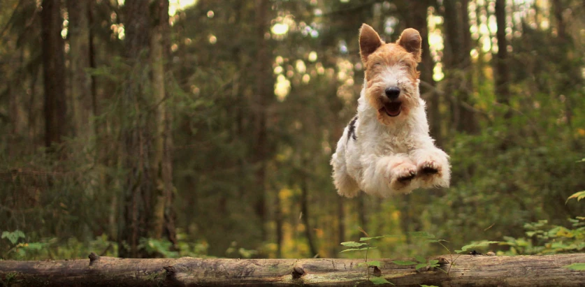 Wire Fox Terrier leaping