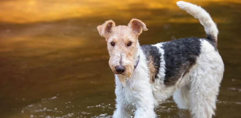 Wire Fox Terrier by the water