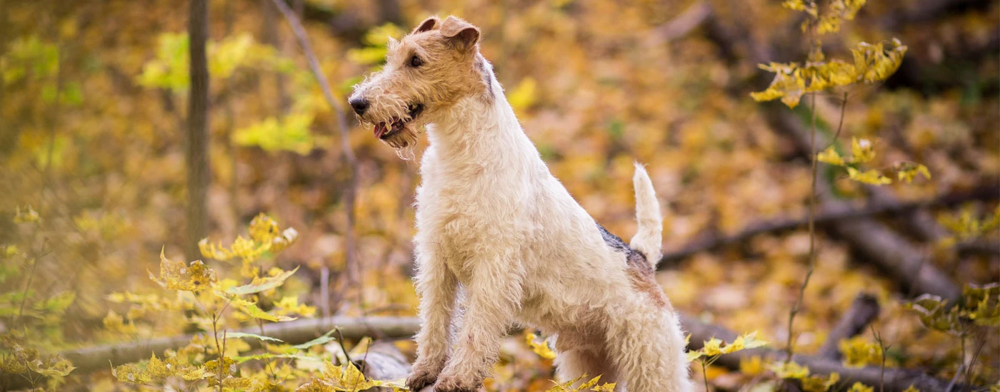 Wire Fox Terrier standing on wood
