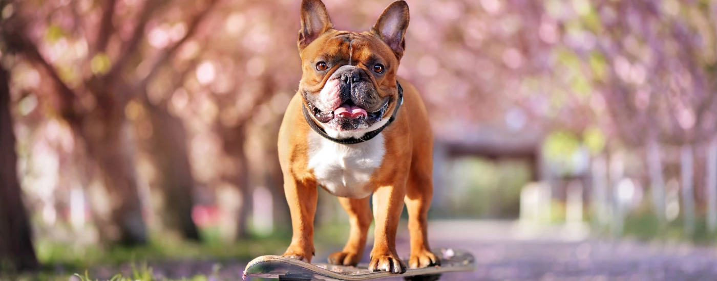French Bulldog riding a skateboard