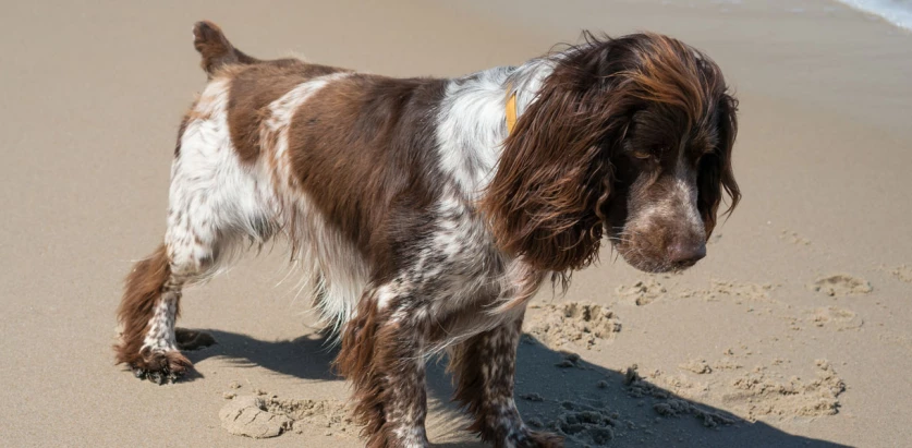 French Spaniel standing in sand
