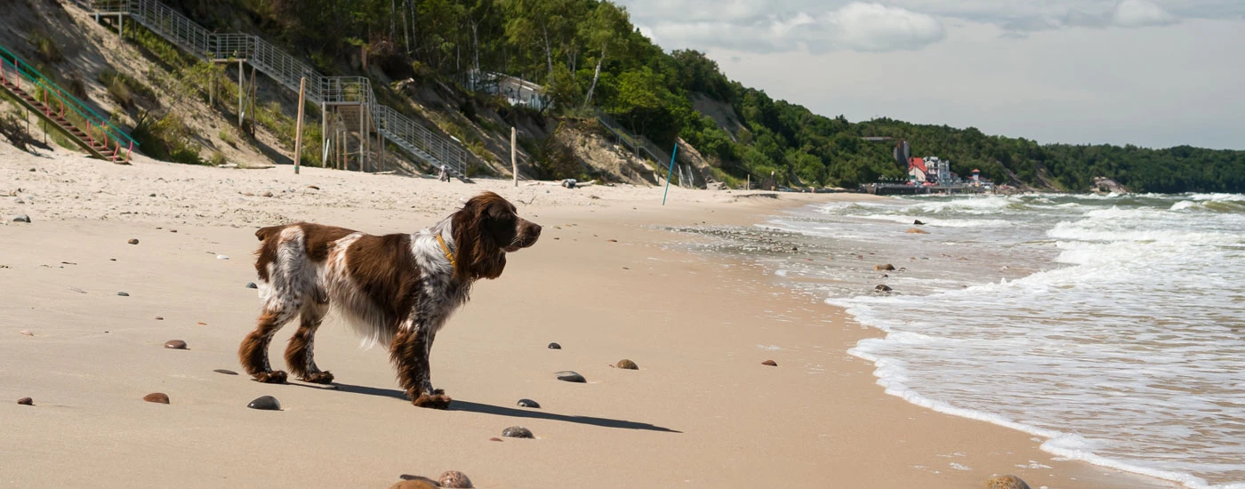 French Spaniel standing in the beach