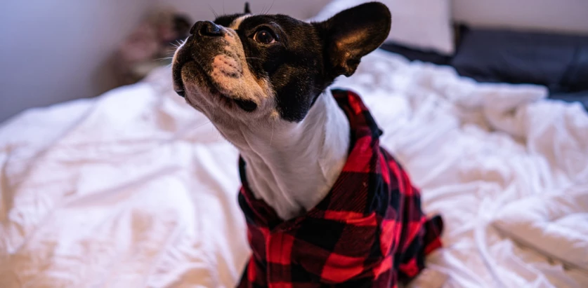 Frenchton  with a shirt in bed