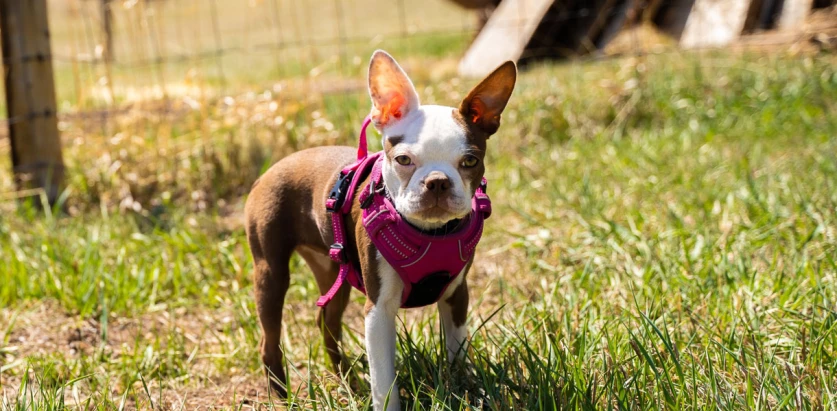 Frenchton in a sunny day