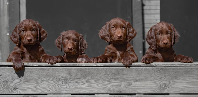 German Longhaired Pointer pups lining up