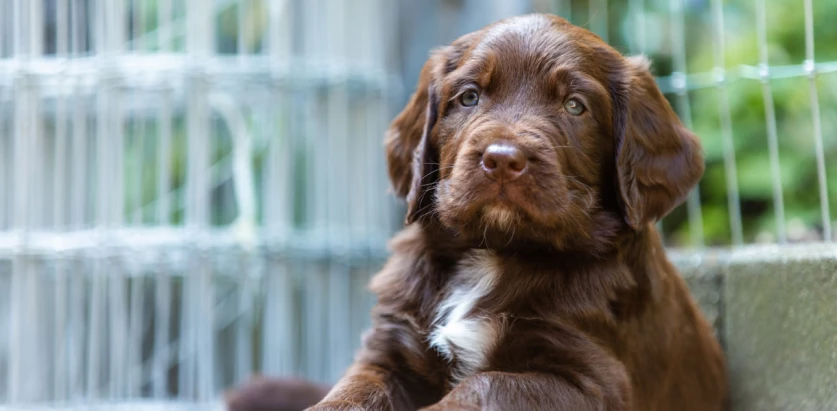 German Longhaired Pointer pup laying down