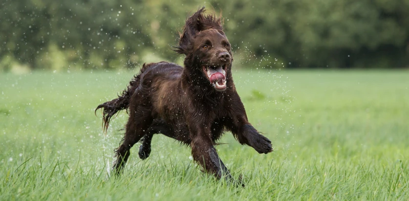 German Longhaired Pointer running in a field