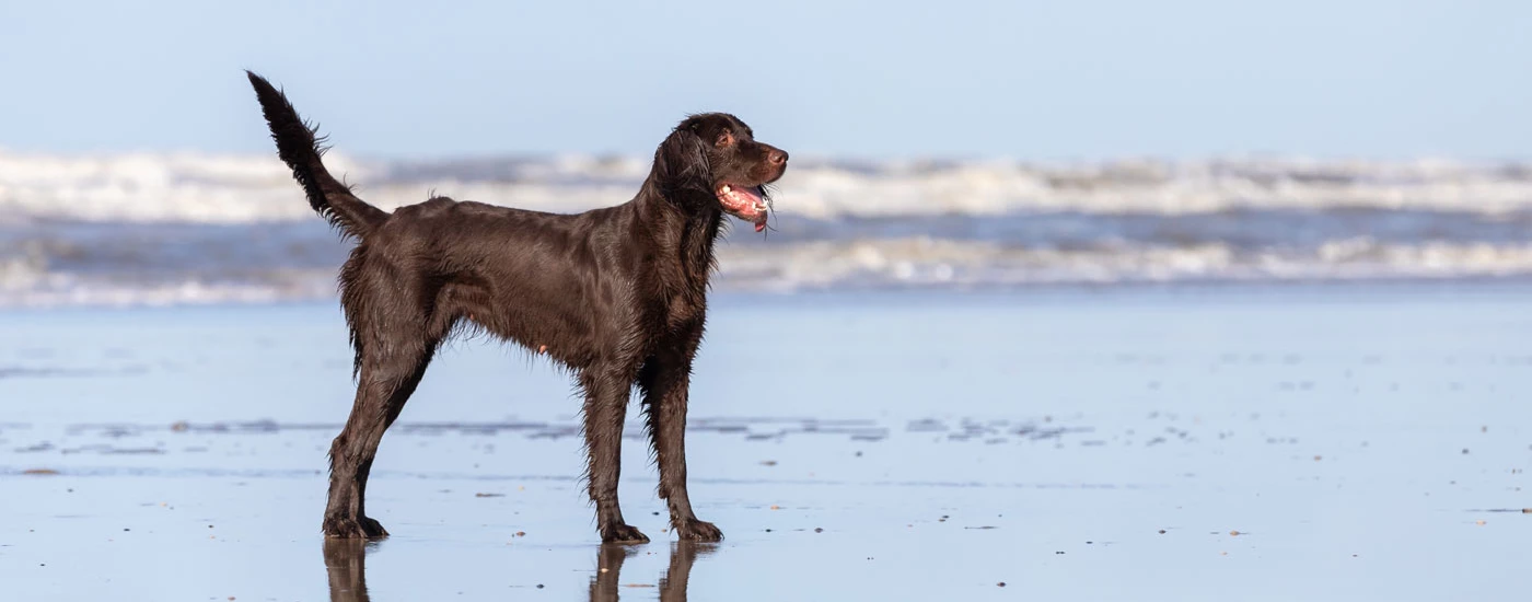 German Longhaired Pointer at the beach