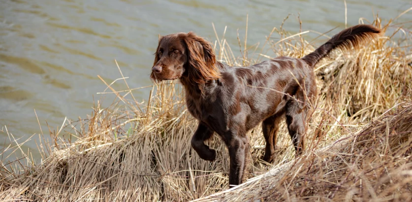 German Longhaired Pointer standing near water