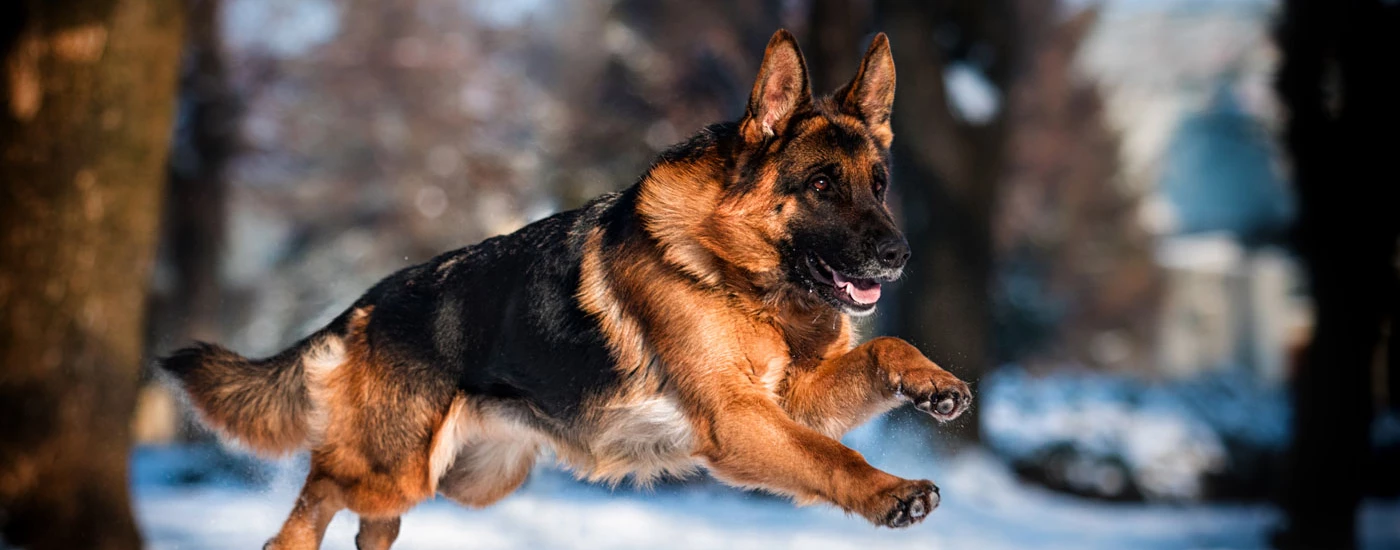 German Shepherd Dog running in snow