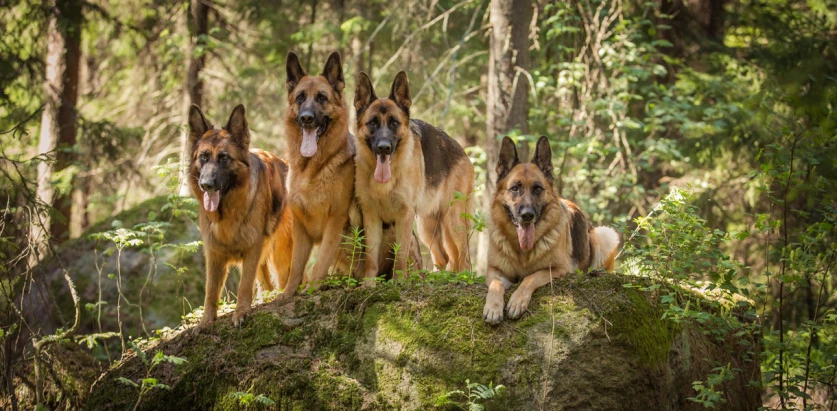 German Shepherd Dogs together