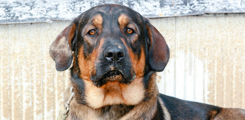 German Shepherd Rottweiler Mix close up facing front