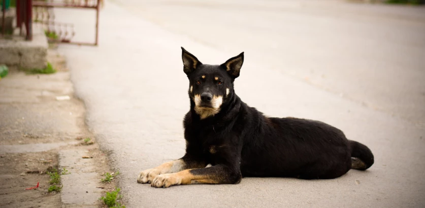 German Shepherd Rottweiler Mix laying down the road