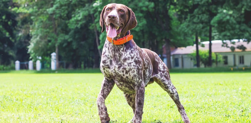 German Shorthaired Pointer standing in a yard