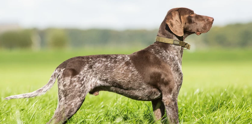 German Shorthaired Pointer side view