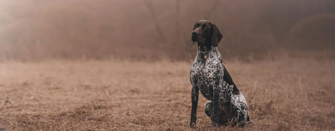 German Shorthaired Pointer sitting in a field