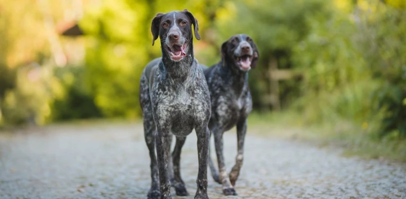 German Wirehaired Pointer dogs walking together