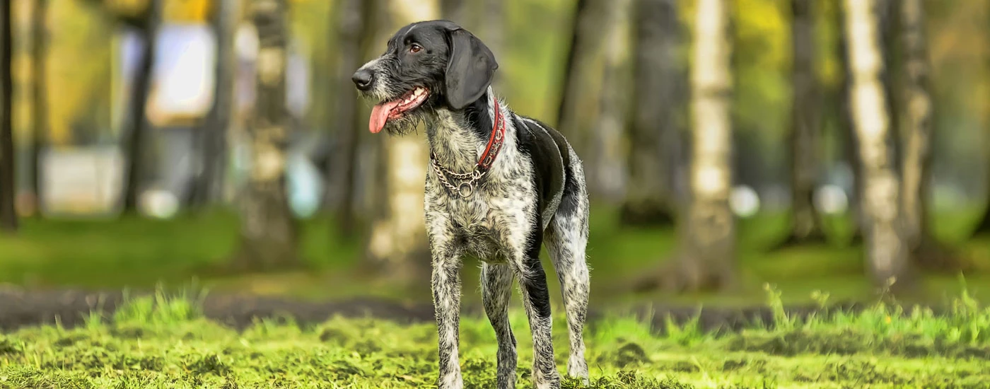 German Wirehaired Pointer standing in a field