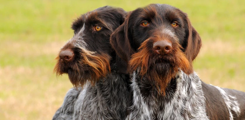 German Wirehaired Pointer dogs close up