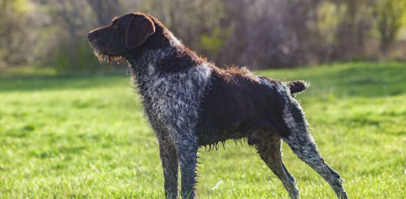 German Wirehaired Pointer side view